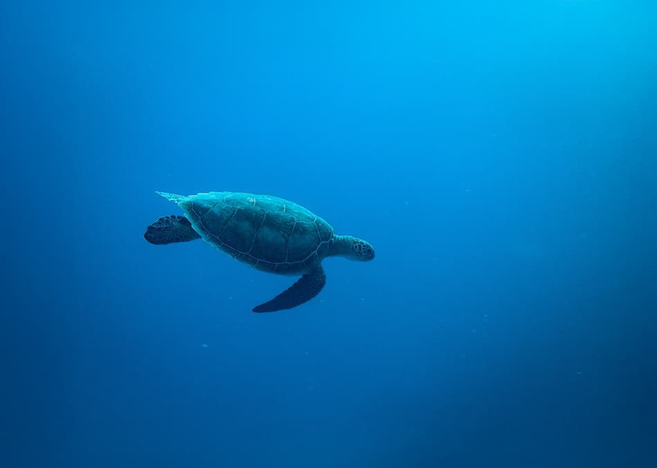 Nuestro océano,nuestra responsabilidad