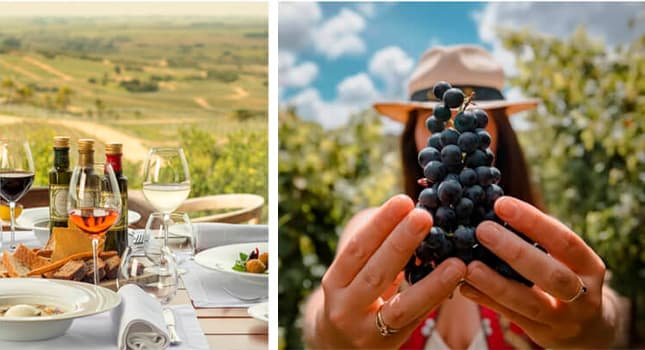 Vendimia en Uruguay 2026: Experiencias únicas entre viñedos, sabor y cultura