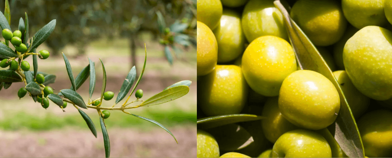 Cosecha de olivas en Uruguay: calidad, territorio y experiencia