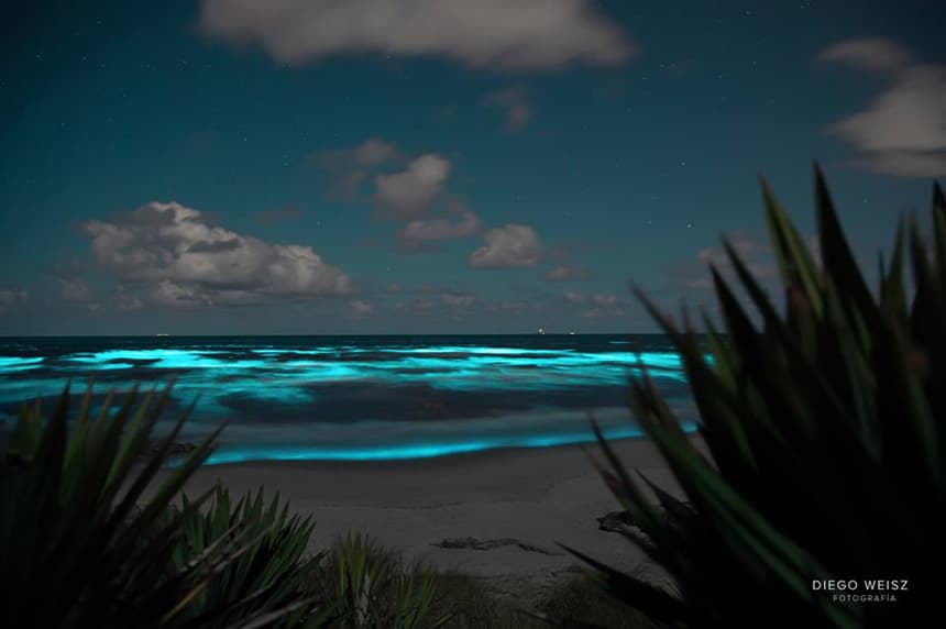 Punta Mágica: La danza luminosa de las Noctilucas