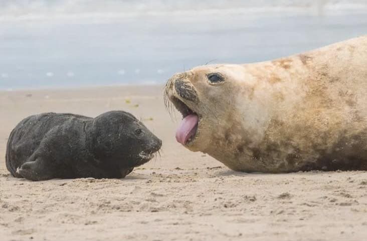 Elefantes marinos sorprenden a la costa Este: un suceso mágico en Piriápolis, José Ignacio y más