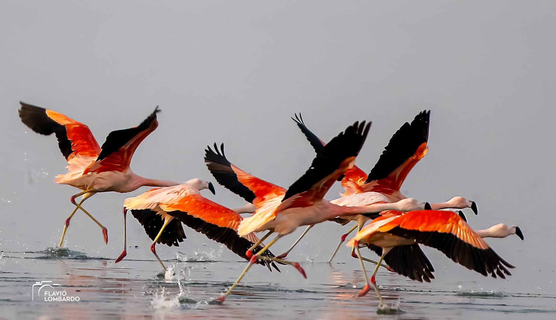 Aves majestuosas: un tesoro vivo en Maldonado